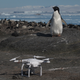Adélie penguins jumping of iceberg, Danger Islands, Antarctica”